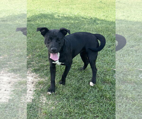Medium Photo #4 Labrador Retriever-Unknown Mix Puppy For Sale in Eastman, GA, USA