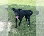 Small #3 Labrador Retriever Mix