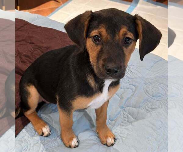 Medium Photo #2 Mutt Puppy For Sale in St. Augustine, FL, USA