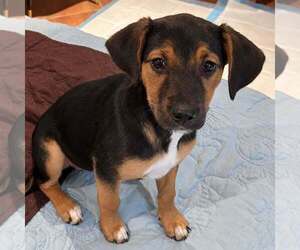 Reeses - Female Mutt Dog for Adoption - Photo #2