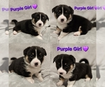 Puppy Purple BoPeep American Corgi