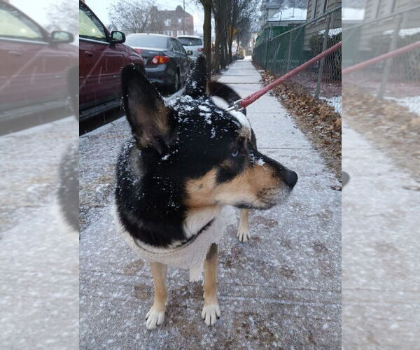 Medium Photo #3 Siberian Husky-Unknown Mix Puppy For Sale in Pittstown, NJ, USA