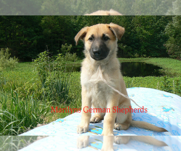 Medium Photo #5 German Shepherd Dog Puppy For Sale in PIEDMONT, MO, USA