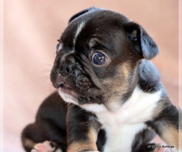 Medium Photo #5 French Bulldog Puppy For Sale in WINNSBORO, TX, USA