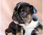 Small #4 French Bulldog