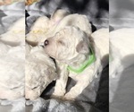 Small Photo #5 Bichon Frise Puppy For Sale in JENSEN, UT, USA
