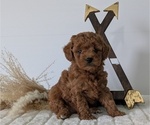 Puppy Melody Goldendoodle (Miniature)