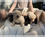 Small #1 Labrador Retriever