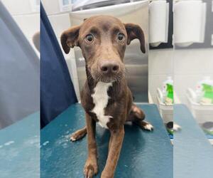 Labrador Retriever-Unknown Mix Dogs for adoption in Mobile, AL, USA