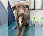 Small Labrador Retriever Mix