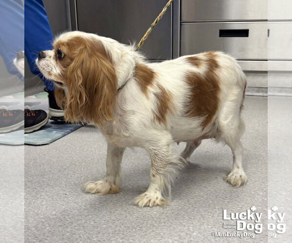 Medium Photo #3 Cavalier King Charles Spaniel-Unknown Mix Puppy For Sale in Washington, DC, USA