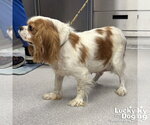 Small #2 Cavalier King Charles Spaniel Mix