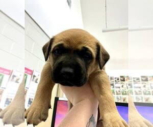 Mutt Dogs for adoption in Rowlett, TX, USA