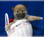Small Photo #2 Shiba Inu Puppy For Sale in HARTVILLE, MO, USA