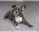 Small #8 French Bulldog