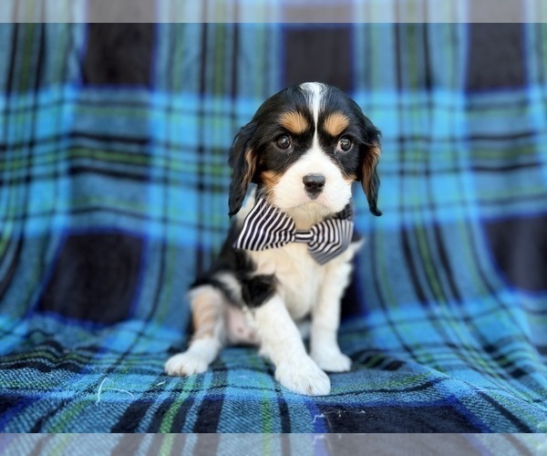 Medium Photo #8 Cavalier King Charles Spaniel Puppy For Sale in LAKELAND, FL, USA