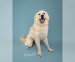Small #52 Chow Chow-Great Pyrenees Mix