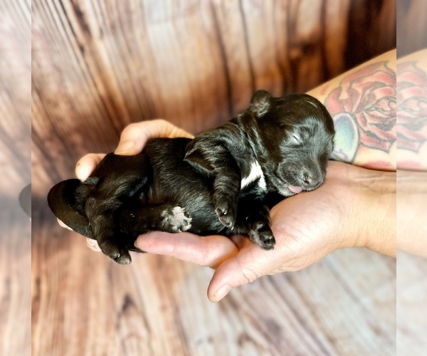 Medium Photo #38 Goldendoodle (Miniature) Puppy For Sale in HALTOM CITY, TX, USA