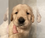 Small Photo #52 Golden Retriever Puppy For Sale in RICHMOND, TX, USA