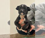Small #6 Labrador Retriever Mix