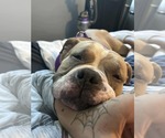 Small #3 Bulldog Mix