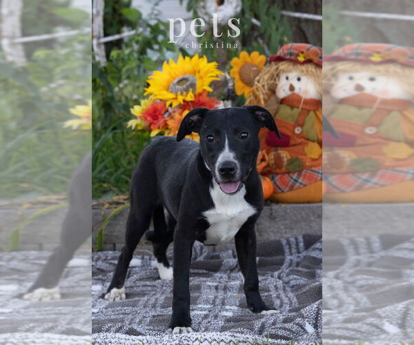 Medium Photo #12 American Pit Bull Terrier-Australian Shepherd Mix Puppy For Sale in Foristell, MO, USA