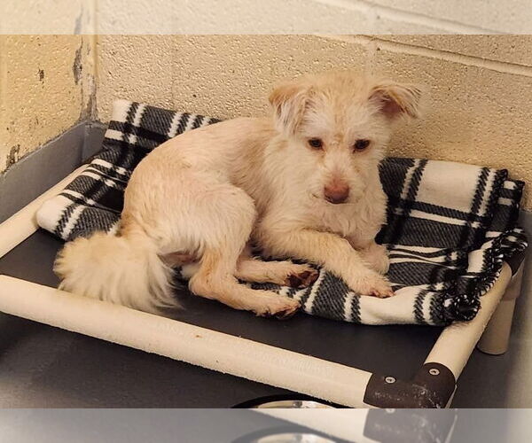 Medium Photo #1 Mutt Puppy For Sale in Cliffwood, NJ, USA