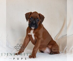 Boxer Puppy for sale in HONEY BROOK, PA, USA
