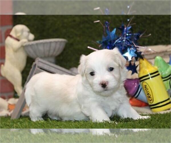Medium Photo #3 Maltese Puppy For Sale in LONG BEACH, CA, USA