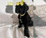 Small Photo #8 Sheepadoodle Puppy For Sale in FONTANA, CA, USA
