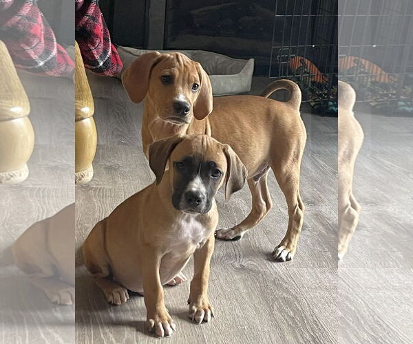 Medium Photo #5 Mutt Puppy For Sale in Wheaton, IL, USA