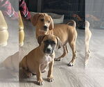Small #4 Mutt