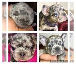 Small Photo #18 French Bulldog Puppy For Sale in BUCKS BAR, CA, USA