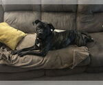 Small #9 American Pit Bull Terrier Mix