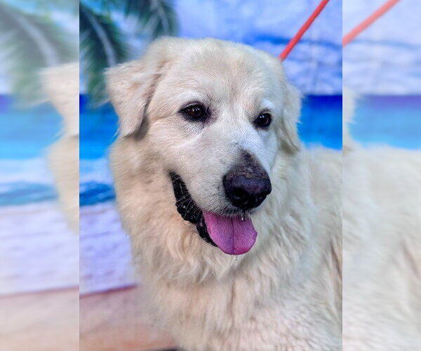 Medium Photo #8 Great Pyrenees Puppy For Sale in Spring, TX, USA