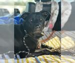 Small #1 Labrador Retriever Mix