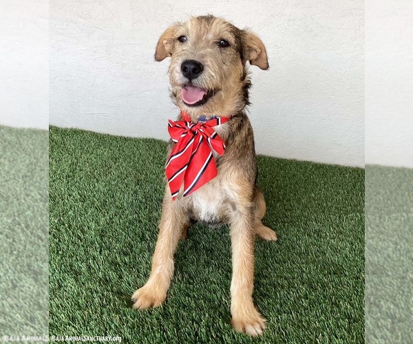 Medium Photo #10 Jack Russell Terrier-Miniature Schnauzer Mix Puppy For Sale in San Diego, CA, USA