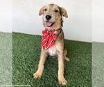 Small #9 Jack Russell Terrier-Miniature Schnauzer Mix