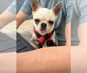 Chihuahua Dogs for adoption in St. Louis Park, MN, USA