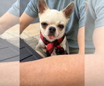 Small Chihuahua