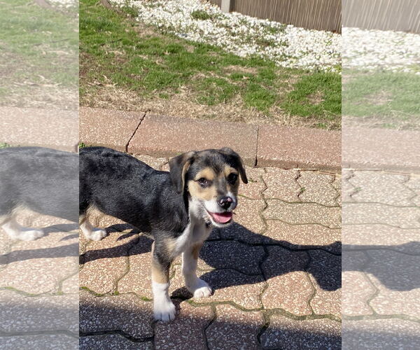 Medium Photo #3 Mutt Puppy For Sale in Hillsboro, MO, USA