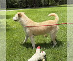 Small #3 Border Terrier