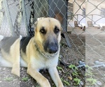 Small Photo #1 Australian Shepherd-German Shepherd Dog Mix Puppy For Sale in GRANDVIEW, TX, USA