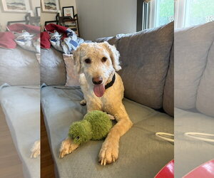 Labradoodle Dogs for adoption in Lancaster, PA, USA