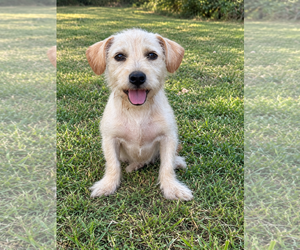 Mutt Dogs for adoption in PIPE CREEK, TX, USA