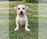Liam - Male Mutt Dog for Adoption - Small photo