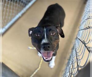 American Pit Bull Terrier Dogs for adoption in Chula Vista, CA, USA