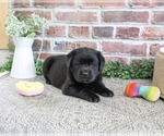 Brooke - Female Labrador Retriever Puppy for Sale - Photo #9