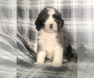 Miniature Bernedoodle-Unknown Mix Puppy for sale in CLARE, MI, USA