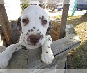 Dalmatian Puppy for sale in JACKSON, MI, USA